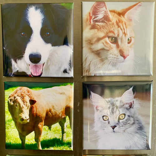 6 Pack - Custom Photo Magnets